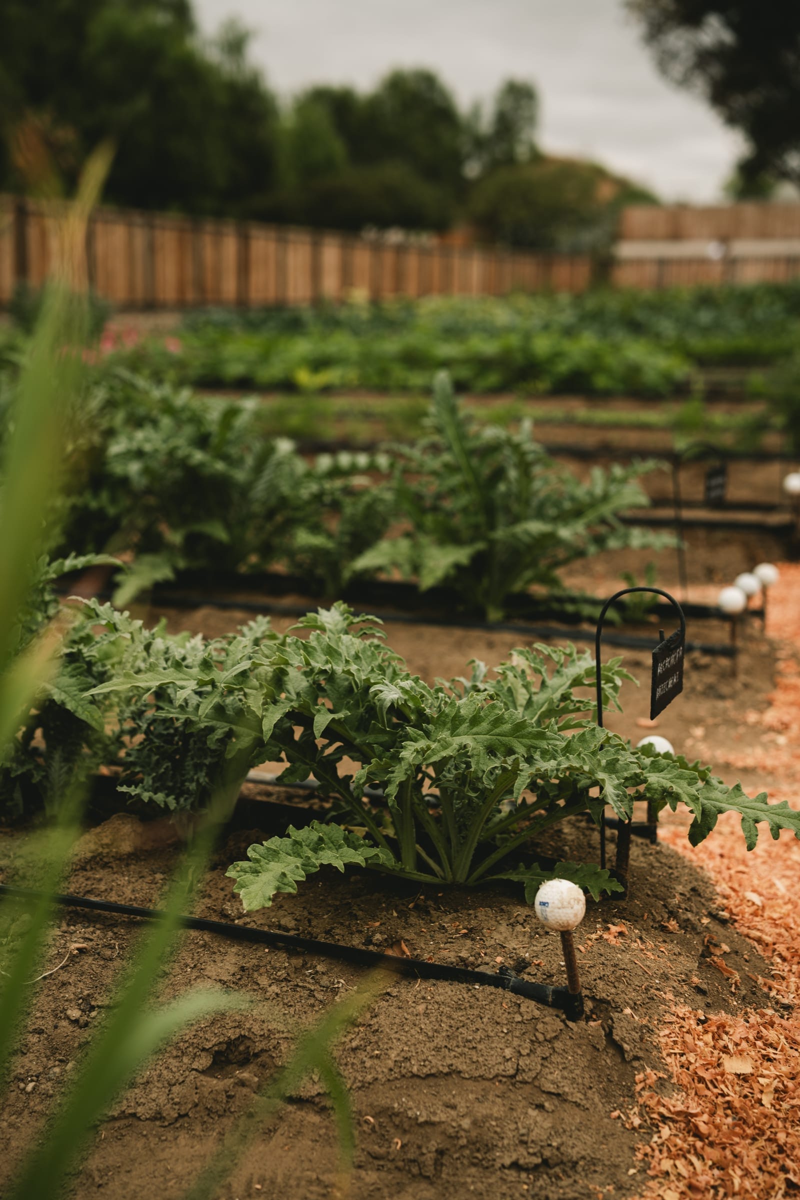 Garden surrounding Olivea Café Wine Bar