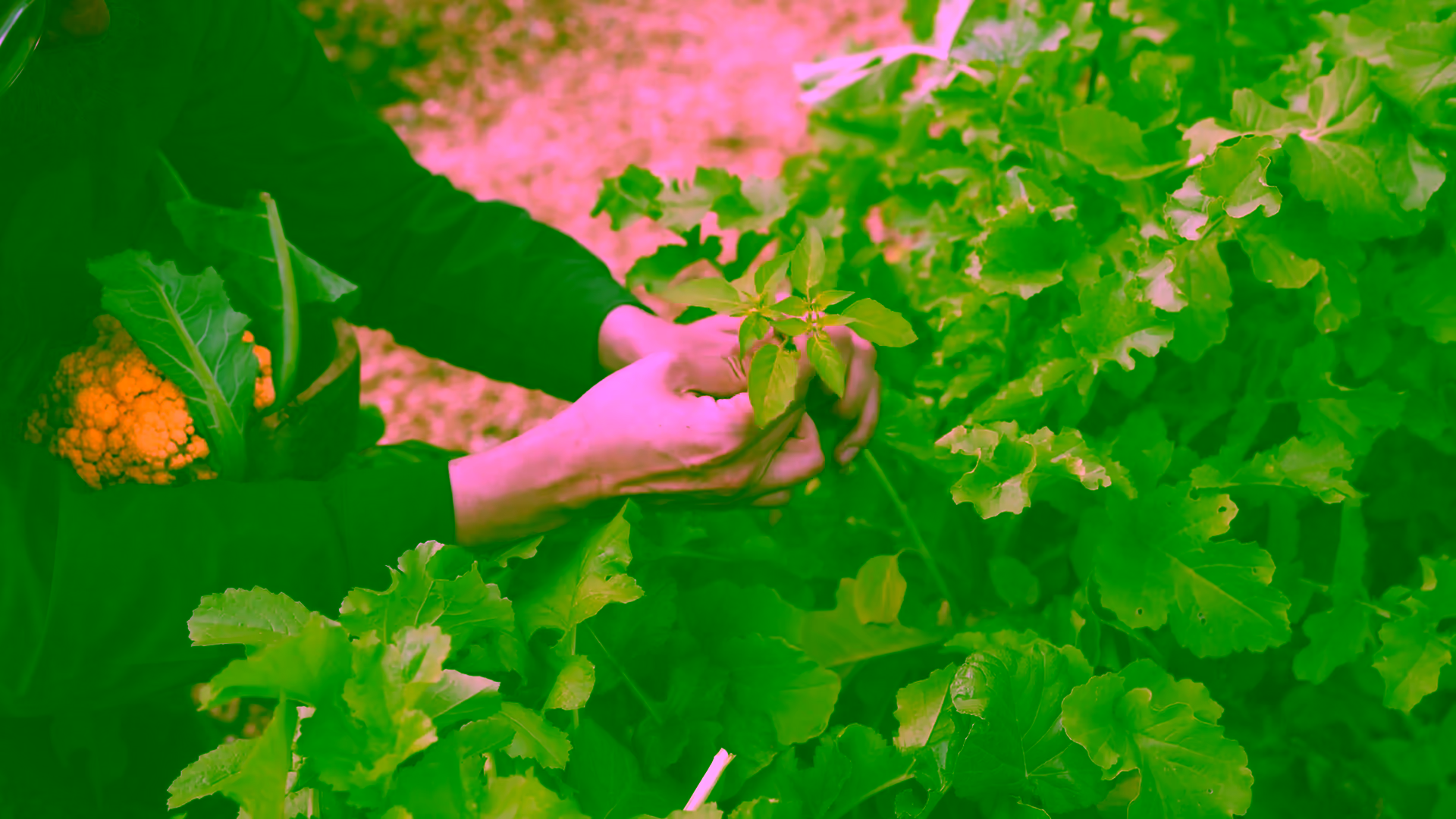OLIVEA · Hospitalidad del Huerto