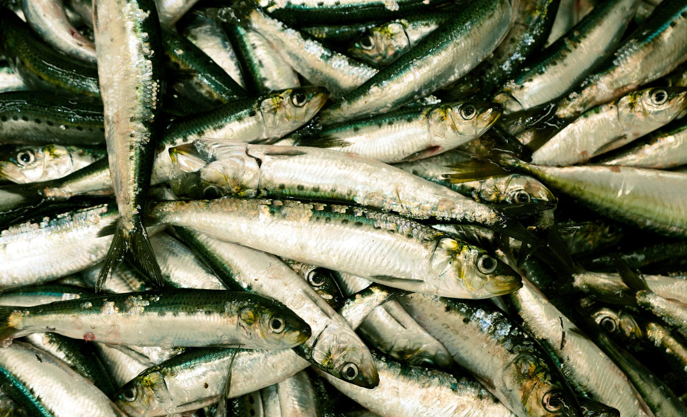 El Mar También es Nuestro Huerto